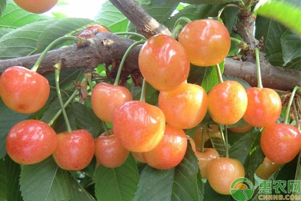 果樹(shù)冬季施肥哪種肥好？-圖片版權(quán)歸惠農(nóng)網(wǎng)所有
