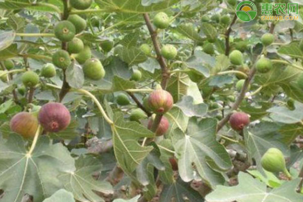 冬季無(wú)花果怎么修剪枝條？-圖片版權(quán)歸惠農(nóng)網(wǎng)所有