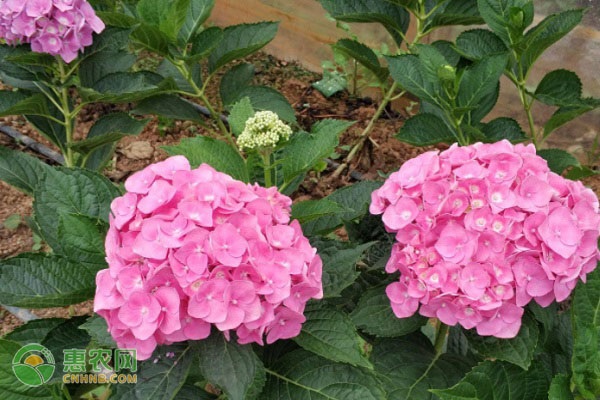 繡球花冬季怎么修剪？-圖片版權(quán)歸惠農(nóng)網(wǎng)所有