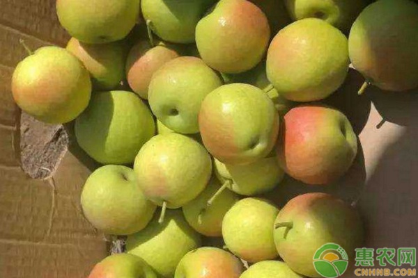 梨樹冬季施肥的最佳時間-圖片版權(quán)歸惠農(nóng)網(wǎng)所有