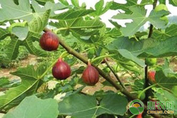 冬季無(wú)花果怎么修剪枝條？-圖片版權(quán)歸惠農(nóng)網(wǎng)所有