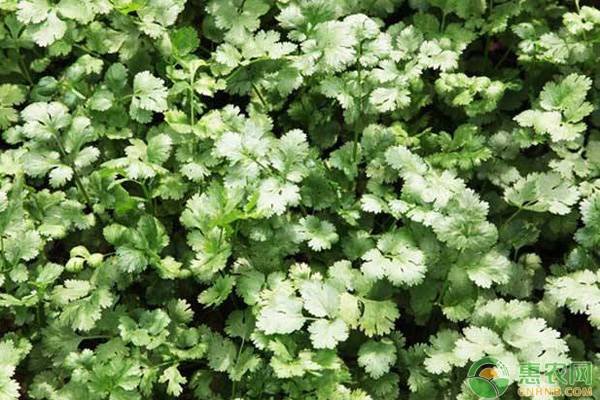 種香菜幾天發(fā)芽出苗？-圖片版權(quán)歸惠農(nóng)網(wǎng)所有