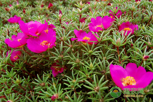 太陽(yáng)花可以越冬嗎？-圖片版權(quán)歸惠農(nóng)網(wǎng)所有