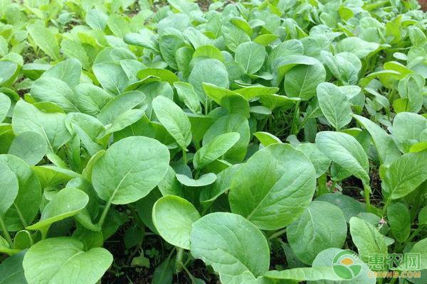 小青菜一般幾天發(fā)芽出苗？-圖片版權(quán)歸惠農(nóng)網(wǎng)所有