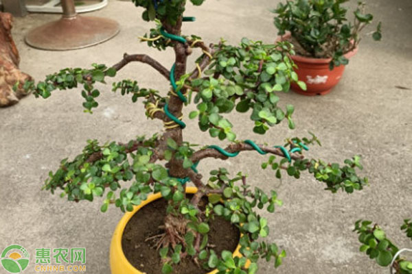 金枝玉葉用什么土養(yǎng)最好？-圖片版權(quán)歸惠農(nóng)網(wǎng)所有