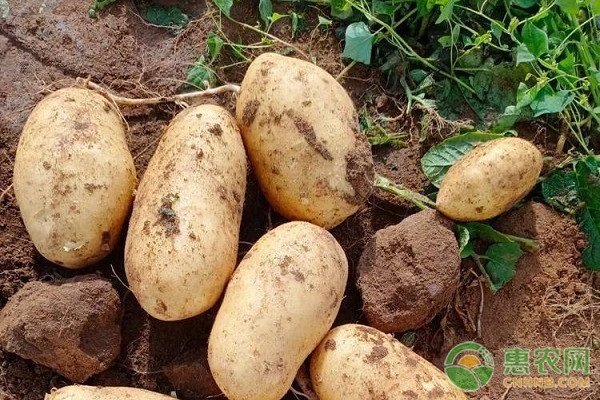 土豆幾月種好？-圖片版權歸惠農(nóng)網(wǎng)所有