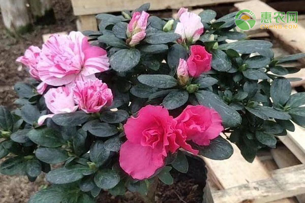 杜鵑花開(kāi)敗以后怎么修剪？-圖片版權(quán)歸惠農(nóng)網(wǎng)所有
