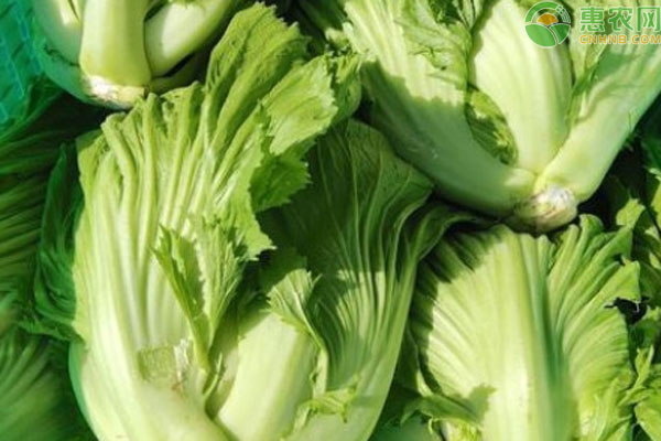 包心芥菜几月播种？-图片版权归惠农网所有