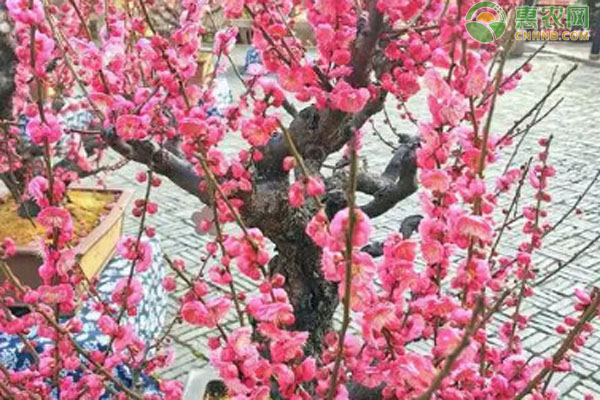 紅梅什么時候移栽最佳？-圖片版權(quán)歸惠農(nóng)網(wǎng)所有