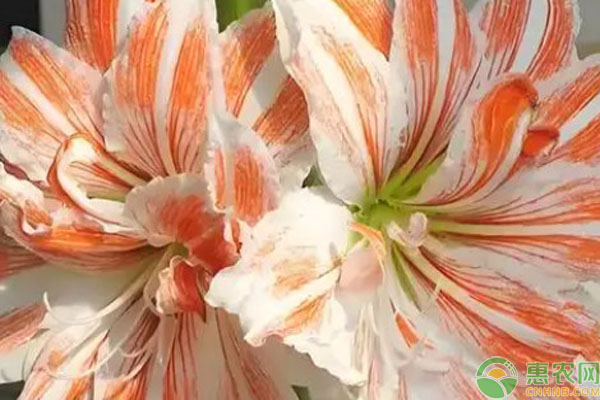 冬季朱頂紅怎么管理？-圖片版權(quán)歸惠農(nóng)網(wǎng)所有