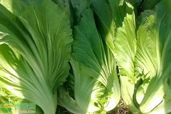 包心芥菜几月播种？-图片版权归惠农网所有