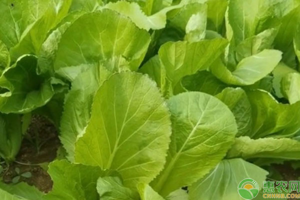 包心芥菜几月播种？-图片版权归惠农网所有