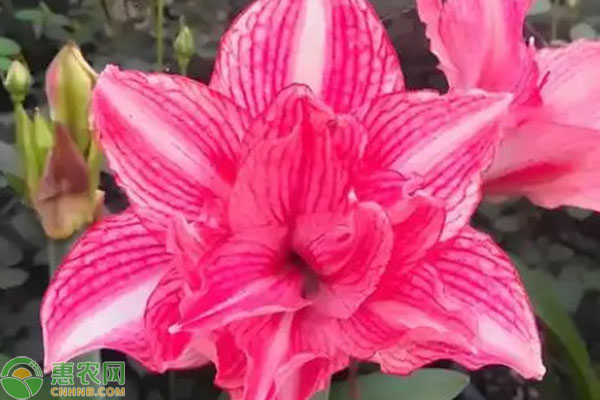 冬季朱頂紅怎么管理？-圖片版權(quán)歸惠農(nóng)網(wǎng)所有
