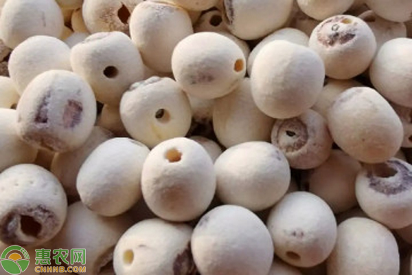 幾月種蓮子比較好？-圖片版權(quán)歸惠農(nóng)網(wǎng)所有