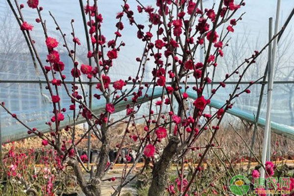 紅梅什么時候移栽最佳？-圖片版權(quán)歸惠農(nóng)網(wǎng)所有