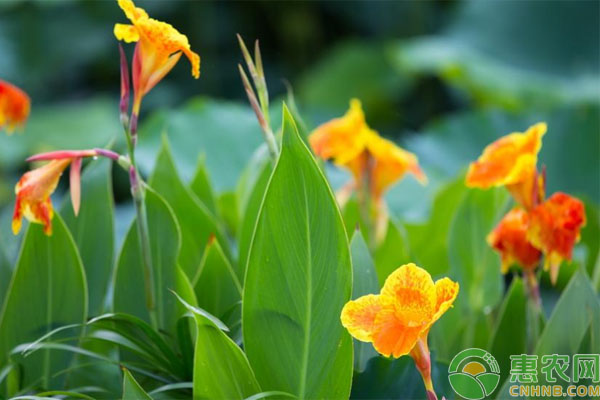 美人蕉冬天怎么過(guò)冬？-圖片版權(quán)歸惠農(nóng)網(wǎng)所有