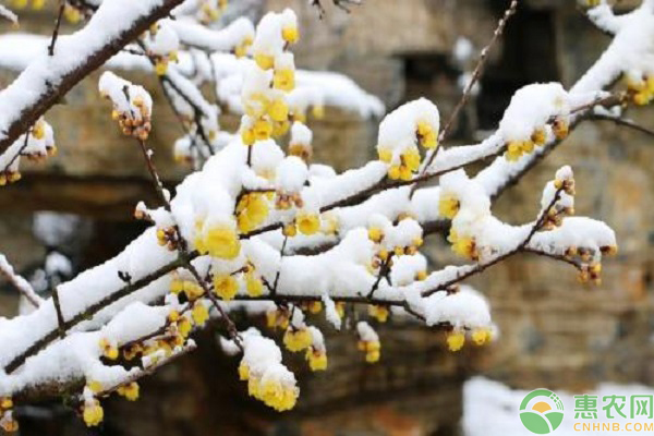 臘梅什么時(shí)間移栽最好？怎樣養(yǎng)護(hù)？-圖片版權(quán)歸惠農(nóng)網(wǎng)所有