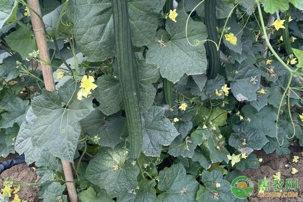 絲瓜種植時(shí)間和種植方法-圖片版權(quán)歸惠農(nóng)網(wǎng)所有