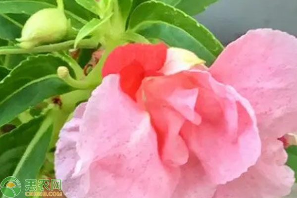鳳仙花最適宜的播種時(shí)間是每年的幾月？-圖片版權(quán)歸惠農(nóng)網(wǎng)所有
