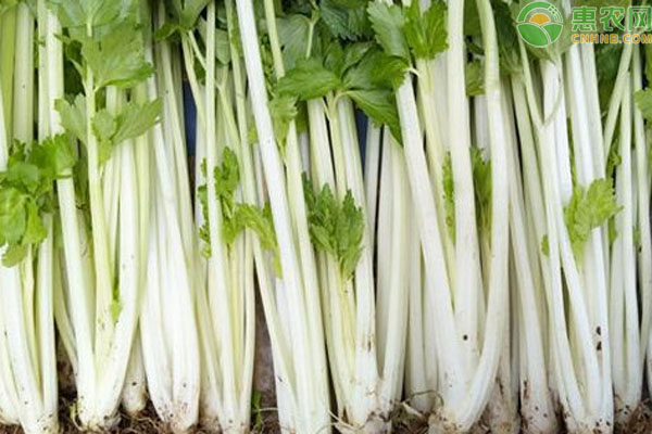 白玉芹菜籽幾月播種？-圖片版權(quán)歸惠農(nóng)網(wǎng)所有