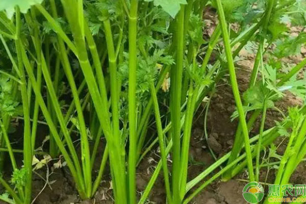 白玉芹菜籽幾月播種？-圖片版權(quán)歸惠農(nóng)網(wǎng)所有
