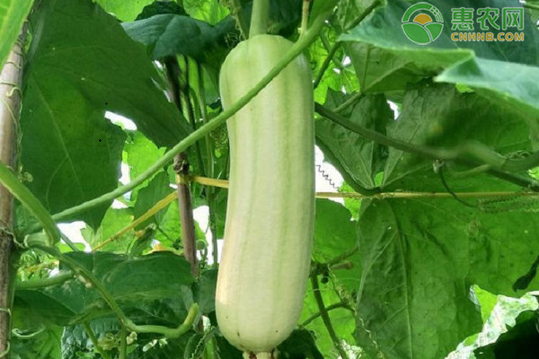 絲瓜與苦瓜能一起種植嗎？-圖片版權(quán)歸惠農(nóng)網(wǎng)所有