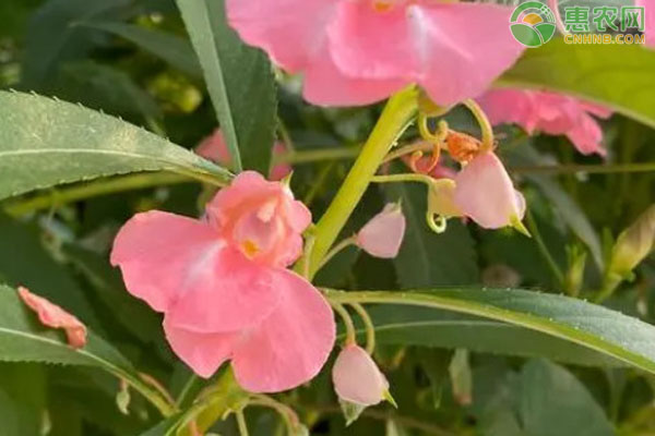 鳳仙花最適宜的播種時(shí)間是每年的幾月？-圖片版權(quán)歸惠農(nóng)網(wǎng)所有