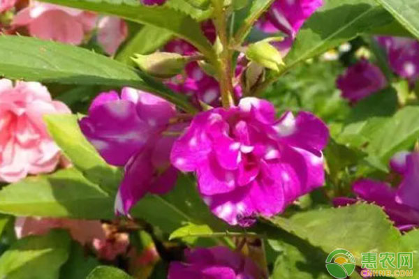 鳳仙花最適宜的播種時(shí)間是每年的幾月？-圖片版權(quán)歸惠農(nóng)網(wǎng)所有