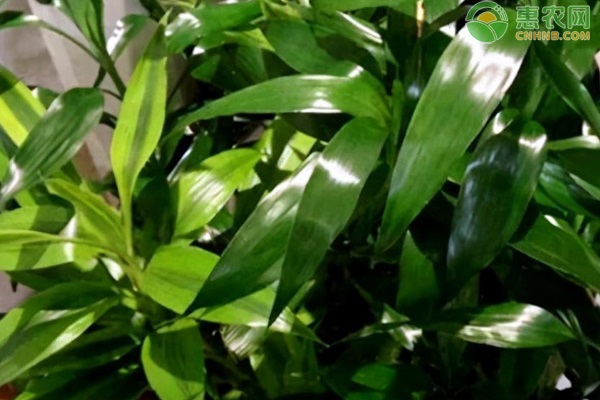 富貴竹的種植方法與技巧-圖片版權歸惠農(nóng)網(wǎng)所有