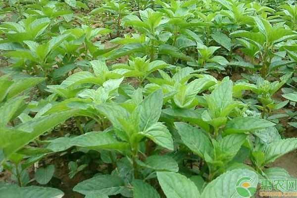 薄荷的種植方法與技巧-圖片版權(quán)歸惠農(nóng)網(wǎng)所有