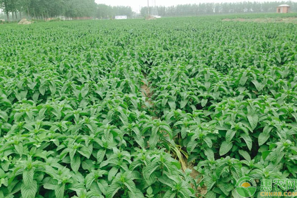 薄荷的種植方法與技巧-圖片版權(quán)歸惠農(nóng)網(wǎng)所有
