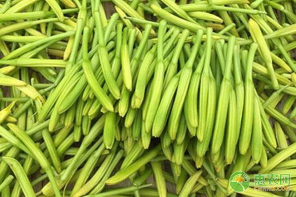 黃花菜幾月種植最好？-圖片版權(quán)歸惠農(nóng)網(wǎng)所有