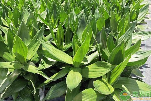 富貴竹的種植方法與技巧-圖片版權歸惠農(nóng)網(wǎng)所有