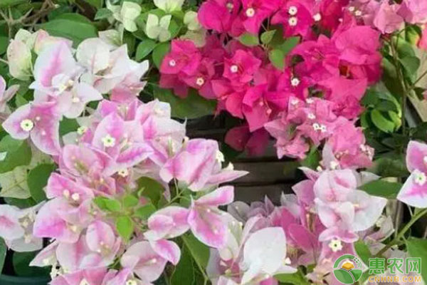 三角梅不開花怎么處理？-圖片版權(quán)歸惠農(nóng)網(wǎng)所有