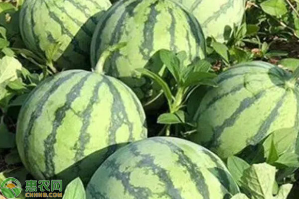 广东种西瓜几月播种？-图片版权归惠农网所有