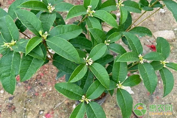 桂花樹如何越冬在北方？-圖片版權(quán)歸惠農(nóng)網(wǎng)所有