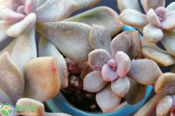 多肉葉子尖發(fā)黑枯萎怎么辦？-圖片版權(quán)歸惠農(nóng)網(wǎng)所有