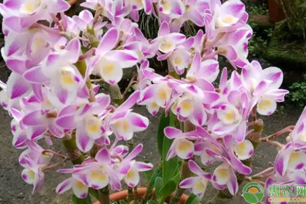 垂絲石斛蘭種球栽培方法-圖片版權(quán)歸惠農(nóng)網(wǎng)所有