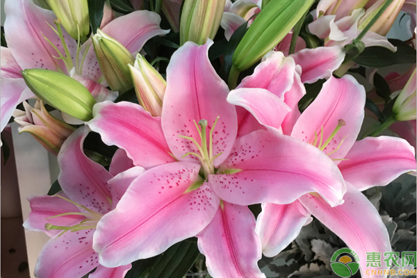 百合花的養(yǎng)護技巧-圖片版權(quán)歸惠農(nóng)網(wǎng)所有