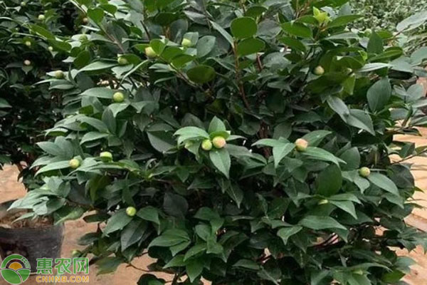茶花室內(nèi)養(yǎng)殖方法和注意事項-圖片版權(quán)歸惠農(nóng)網(wǎng)所有