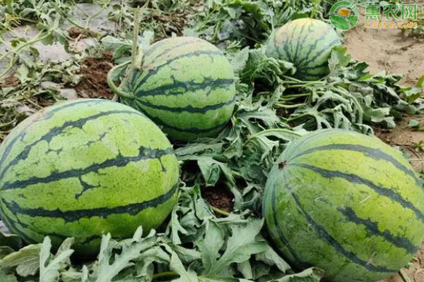 广东种西瓜几月播种？-图片版权归惠农网所有