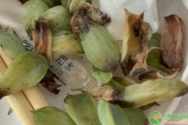 多肉葉子尖發(fā)黑枯萎怎么辦？-圖片版權(quán)歸惠農(nóng)網(wǎng)所有