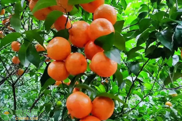 修剪砂糖桔果樹(shù)什么時(shí)間最好？-圖片版權(quán)歸惠農(nóng)網(wǎng)所有