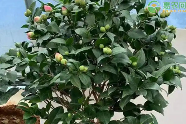 茶花室內(nèi)養(yǎng)殖方法和注意事項-圖片版權(quán)歸惠農(nóng)網(wǎng)所有