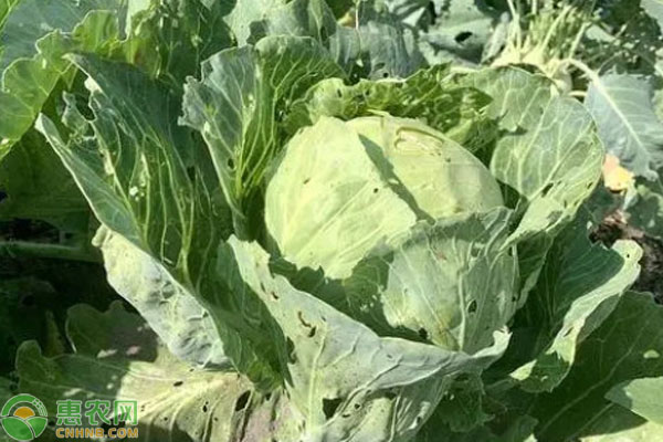 包菜一般幾月份播種？-圖片版權(quán)歸惠農(nóng)網(wǎng)所有