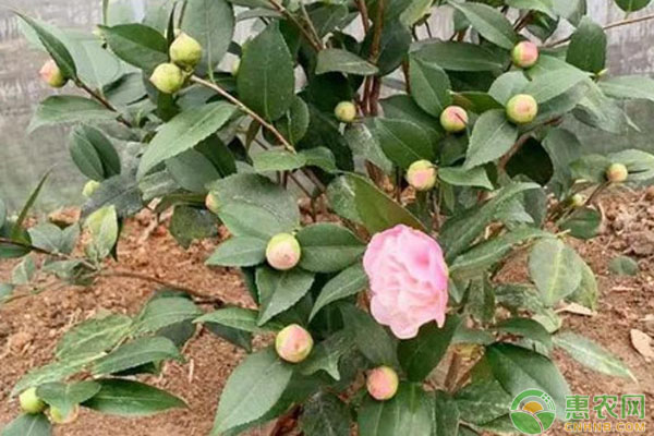 茶花室內(nèi)養(yǎng)殖方法和注意事項-圖片版權(quán)歸惠農(nóng)網(wǎng)所有