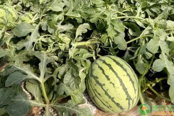 广东种西瓜几月播种？-图片版权归惠农网所有