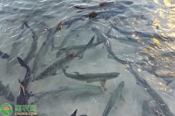 北方冬季魚(yú)池如何越冬？-圖片版權(quán)歸惠農(nóng)網(wǎng)所有