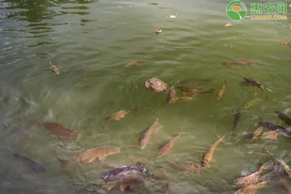 北方冬季魚(yú)池如何越冬？-圖片版權(quán)歸惠農(nóng)網(wǎng)所有