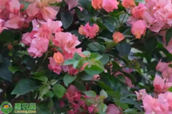 三角梅不開花怎么處理？-圖片版權(quán)歸惠農(nóng)網(wǎng)所有